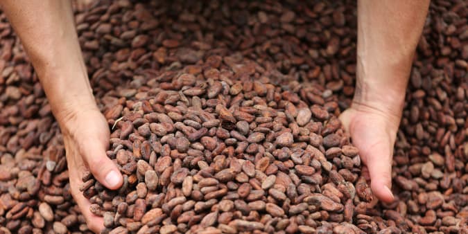 Valrhona Cocoa Beans from the Dominican Republic